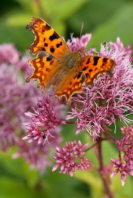 Photo:  Comma Butterfly